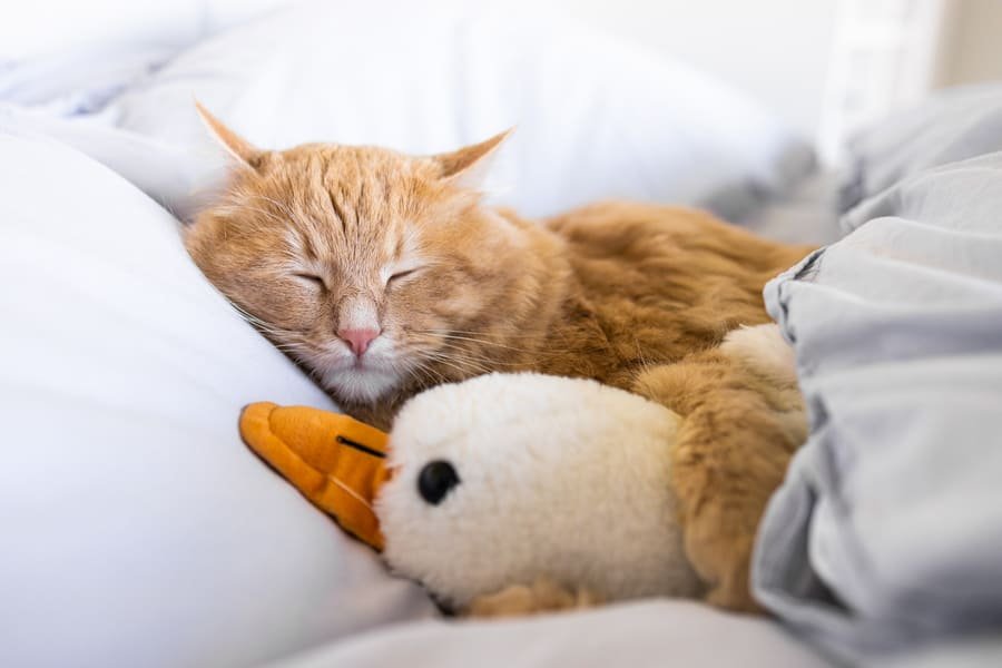 Gatito descansando en cama