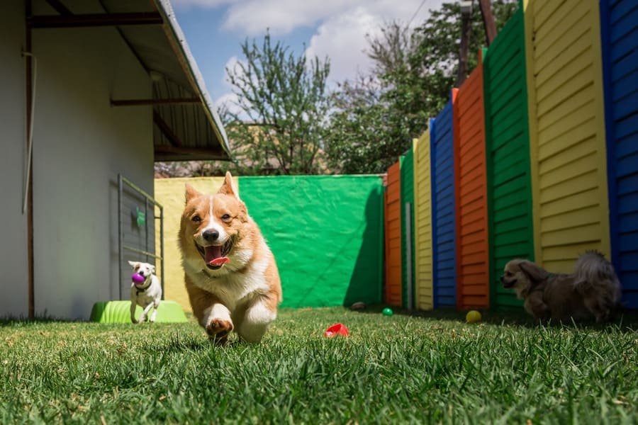 Perrito corriendo en espacio libre