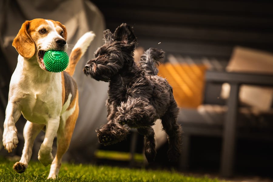 Perrito jugando con una pelota