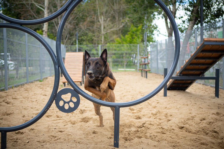 Perro haciendo ejercicios