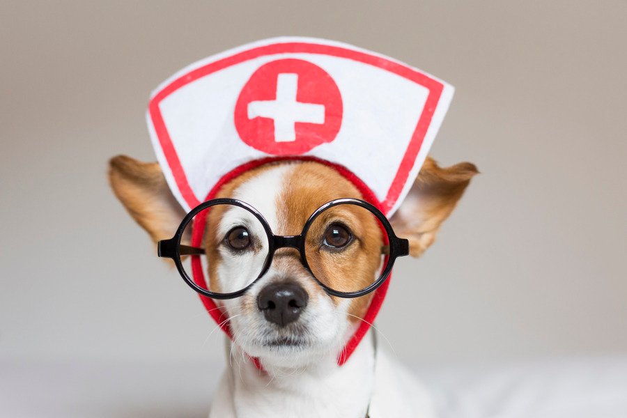 Emergencias en veterinaria en San Cristóbal de las Casas
