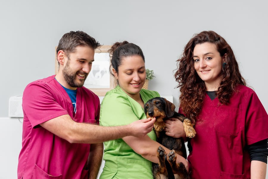 Veterinaria de confianza en San Cristóbal de las Casas