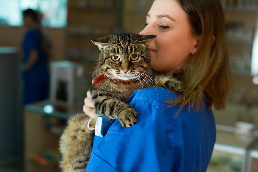 Veterinaria cargando a un gatito