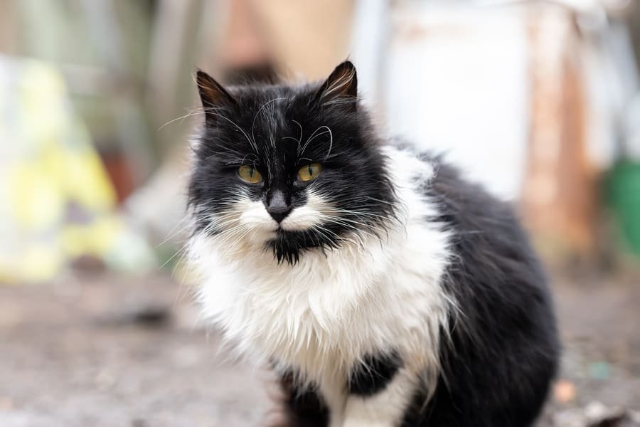 Gato negro con blanco posando