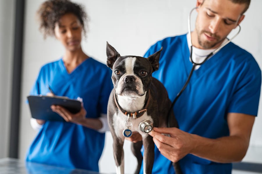 Veterinarios atendiendo a un perrito